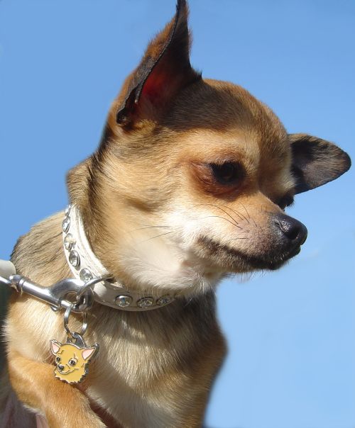 chihuahua pini.jpg